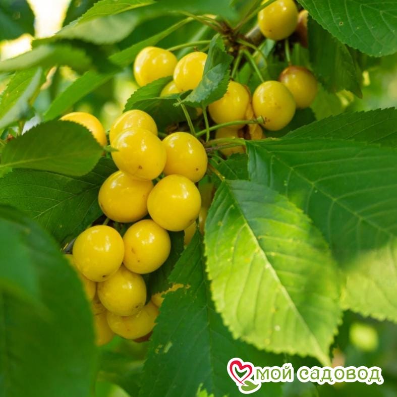 Черешня Дачница