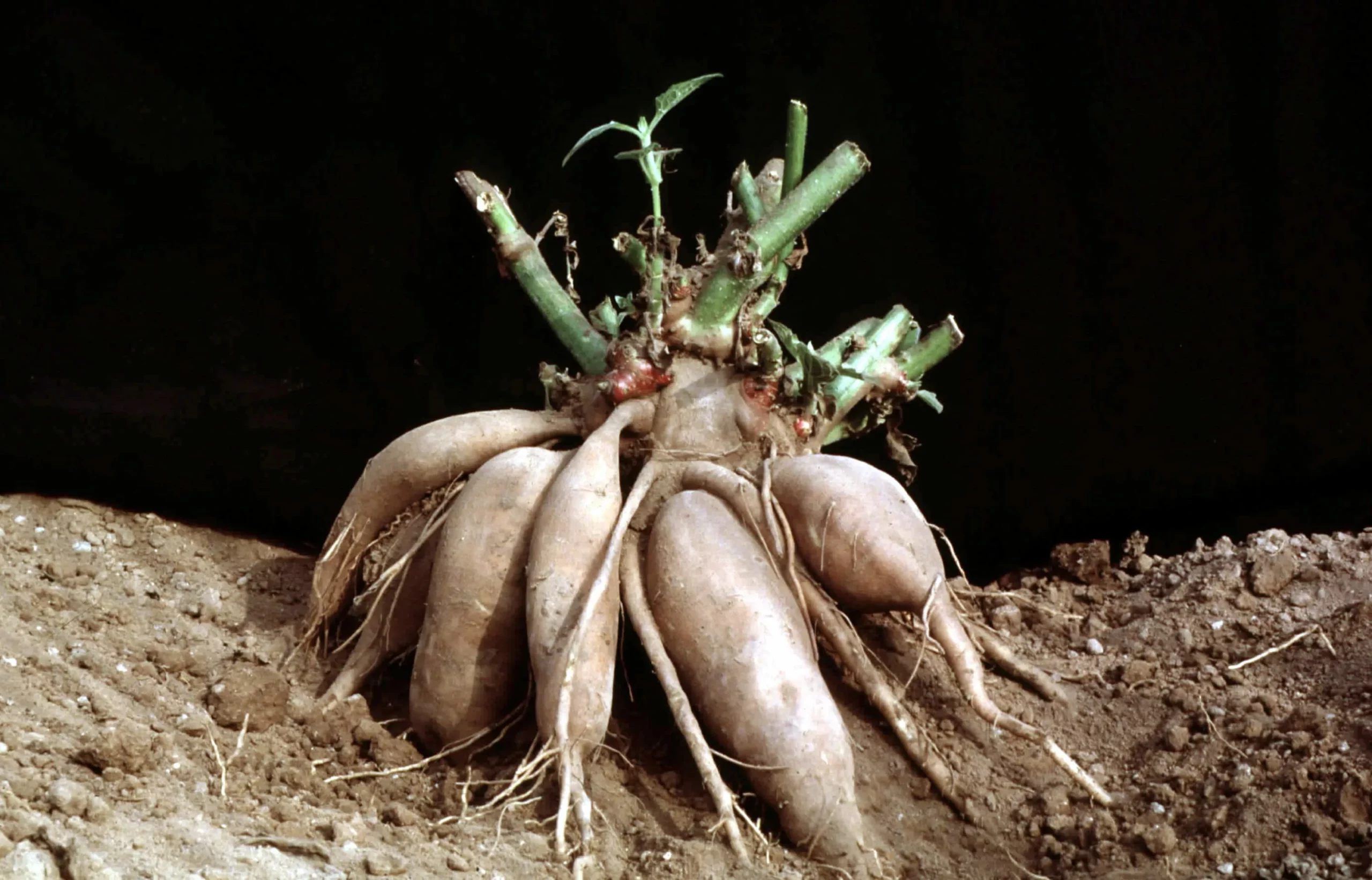 Георгин Анно Домини